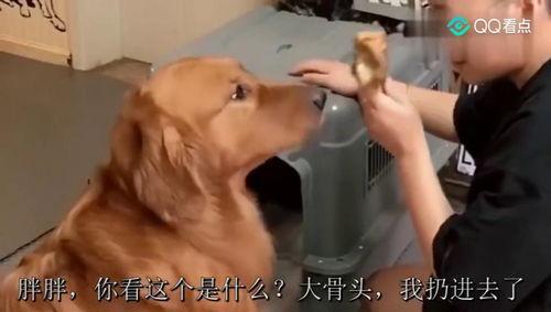 二逗吃瓜的视频,揭秘娱乐圈幕后故事，带你领略明星真实一面