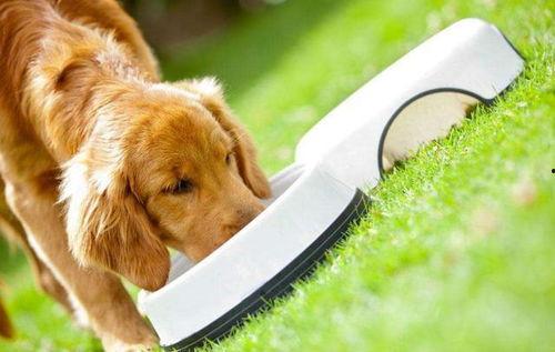 狗吃梨瓜做法窍门视频,美味做法大揭秘！