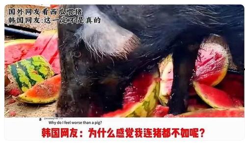 韩国博主看猪吃瓜视频,看猪吃瓜背后的惊人真相