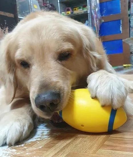 金毛吃哈密瓜视频大全,萌态百出视频大盘点