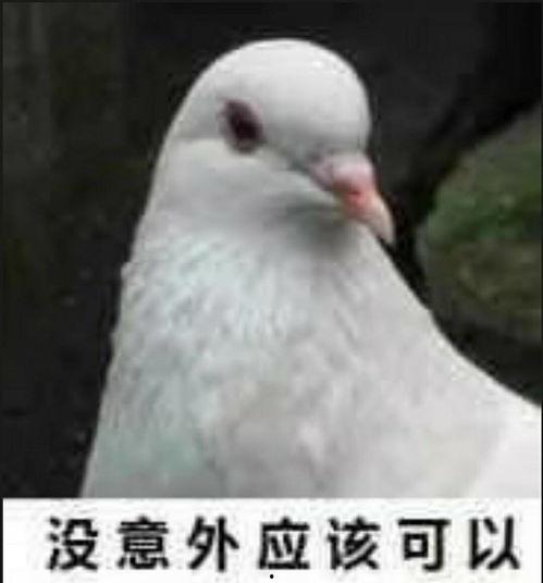 鸽子吃瓜表情包搞笑版视频,笑翻朋友圈！鸽子吃瓜表情包搞笑版视频来袭