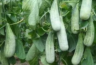 辣平塘的吃瓜视频,揭秘娱乐圈幕后真相