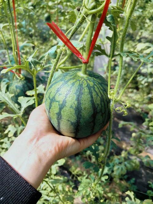 人类早期快速吃瓜视频,揭秘人类早期快速吃瓜的趣味瞬间