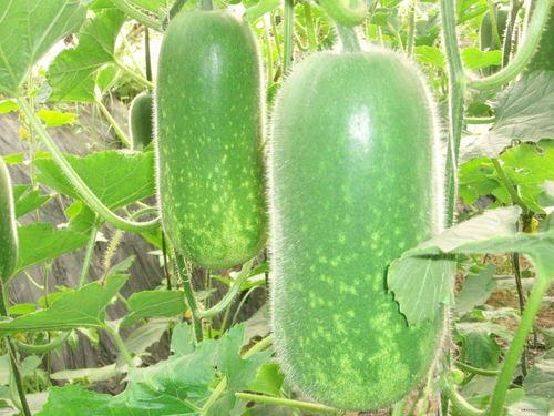 吃瓜风格写真视频大全,写真视频大全大揭秘