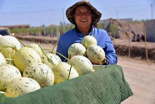 新林和小叔吃瓜的视频,新林与小叔的欢乐瓜田时光