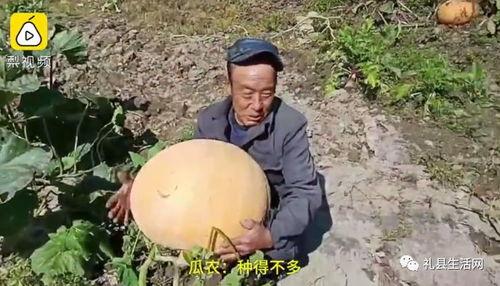 甘肃礼县吃瓜事件视频