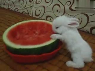 可兔兔吃瓜视频,揭秘娱乐圈幕后故事