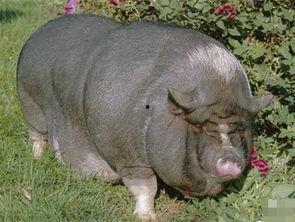 猪吃瓜搞笑视频合集下载