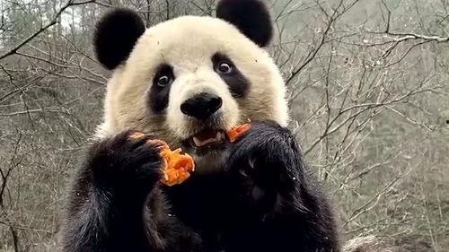熊猫围观吃瓜视频下载安装,趣味视频下载安装指南