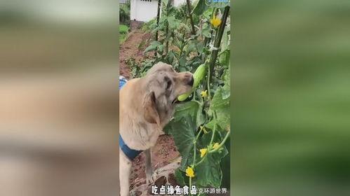 围观吃瓜小狗视频大全集,萌态百出笑翻天